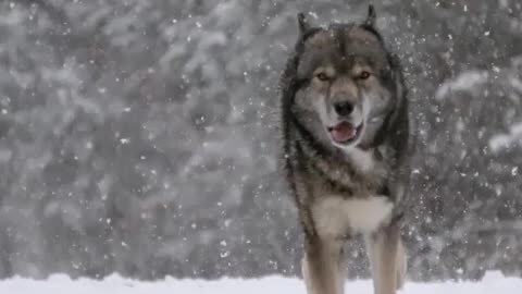 Happy wolf king running on the snow