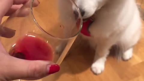 Dog wants to learn about wine