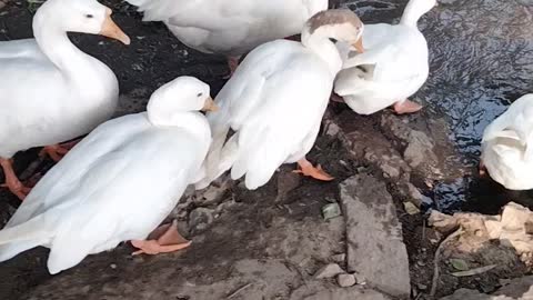 White Duck And Goose Video By Kingdom Of Awais