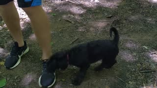 Playful Labradoodle puppy