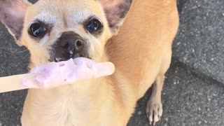 Brown chihuahua eating pink ice cream popsicle