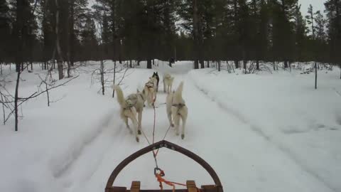 Dog Sleds Down Hill on Frisbee!