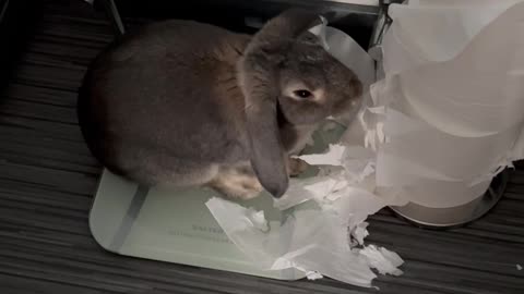 Naughty Rabbit Caught Destroying Toilet Paper Rolls