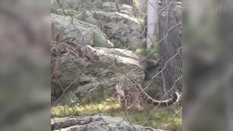 The tiger cub's joke shocked his mother