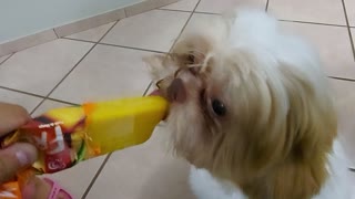 Gucci Popsicle Pet Dog