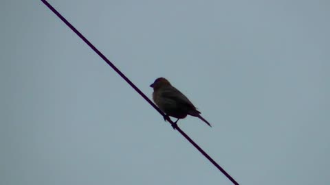 IECV NV #583 - 👀 Male House Sparrow Up On The Wire Singing It's Song 5-17-2018