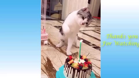 💗Cute and funny Pets Compilation l Try not to laugh #pt1 funny😂😂😂