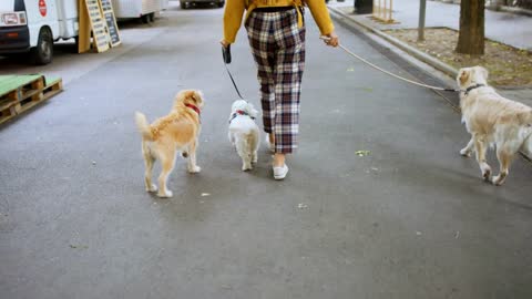 Rear view of unrecognizable woman with three pet dogs outdoors in city, walking on road