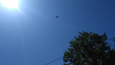 Osprey on the Wings of Angel'