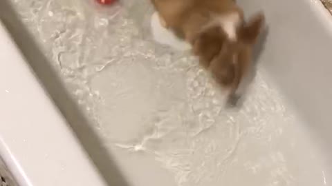 Dog Runs out of Room Doing Bath Time Zoomies