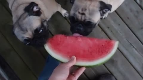 Two pugs devour watermelon