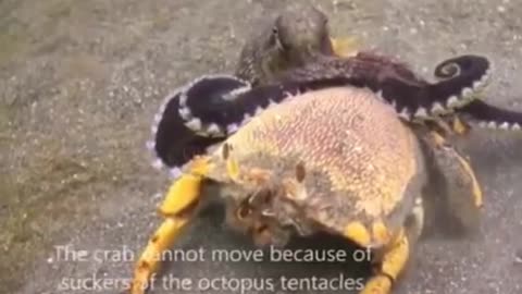 Who will win, Small Octopus vs Big Crab #shorts #viral #shortsvideo #video