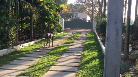 Greatdane chasing mudhol hound