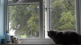A blue cat who likes to watch it rain