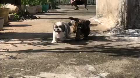Guess Which Puppy Wins The Race