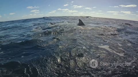 Sharks of the World: An Exploration of Global Shark Diversity