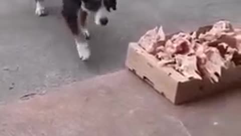 Leftovers from the butcher's shop for stray dogs