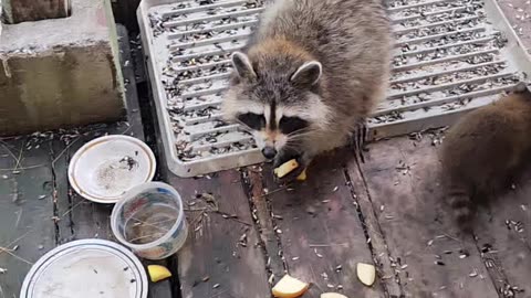 Counting Baby Raccoons | June 24th 2023 | #shorts