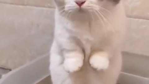Cute cat stands on two feet like a human