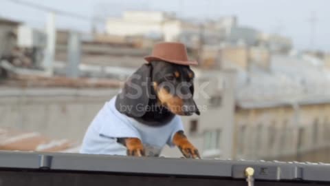 The world's first dog that taught humans to play the piano