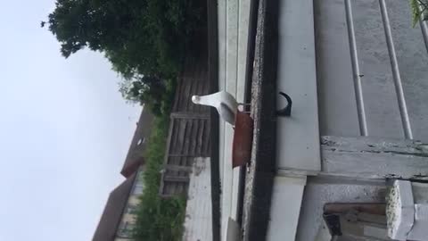 Seagulls protect their food