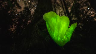 Ghost Mushroom Tasmania Time-Lapse