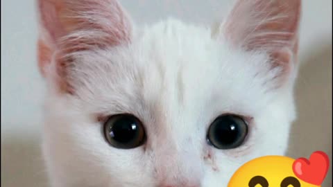 Pretty cat taking helo| funny cat video| beautiful white kitten