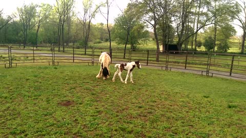 Gypsy Horse "Joe's Song Sung Blue" 2 Days Old