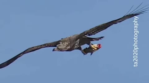 Juvenile Bald Eagles. One Drops the fish one misses and one catches it.