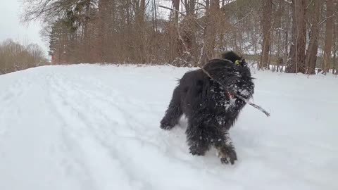 Dog play on ice