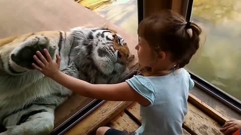 Incredible a child plays with the tiger and places his hand on the animal's paw