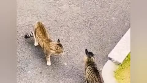 Animal funny cat vs cucumber hilarious