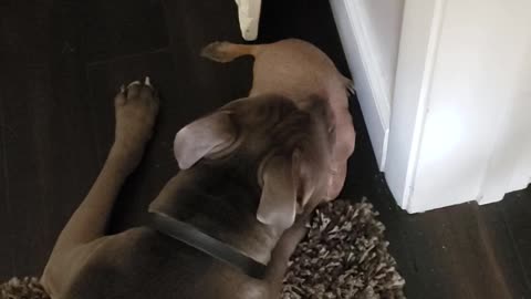 Pit Bull and Prairie Dog Playing Inside