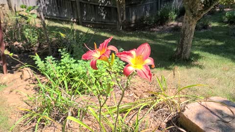 Daylilies on September First