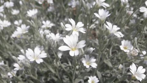 Wild white flowers