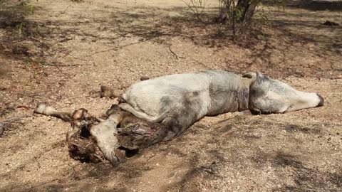 Dead cow lying on ground at field in Jodhpur