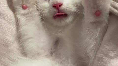 A purring blep 🐈 (turn volume all the way up to hear the purr)