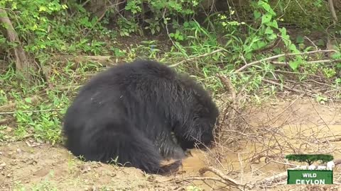 Sloth bear bathing - Yala National Park