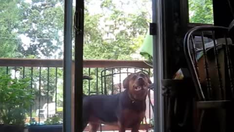 Dog Opens Door