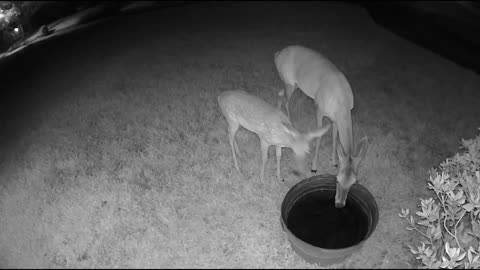 Whitetail deer in my Cypress (Houston) neighborhood 8/11/23 am