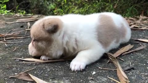 Puppy crying sound / 3-week-old puppy calls mom after being adopted