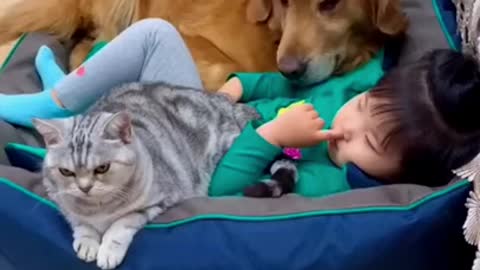 dog and cat lying with kid <3