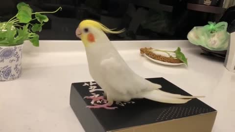 The parrot hit its foot on the ground in a surprisingly beautiful way