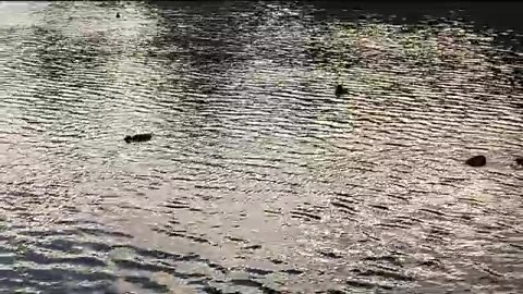 Ducks swimming in the lake