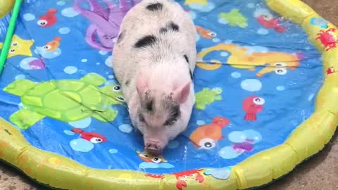 Mini pig loves to play in new splash pad