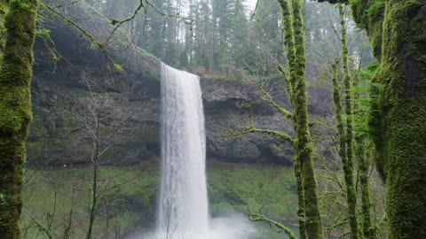 Waterfall in the Forest