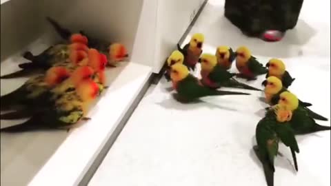 Actual footage of a gang battle between the Blorbs and the Chirps.