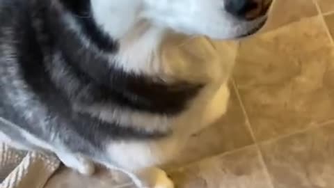 Guilty Husky Tries To Blame Other Dog! #shorts