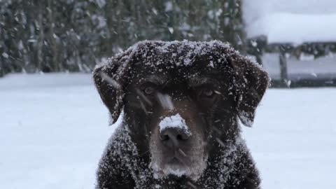 labrador dog in snow
