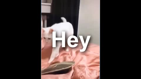 The cat doing popping dance so funny